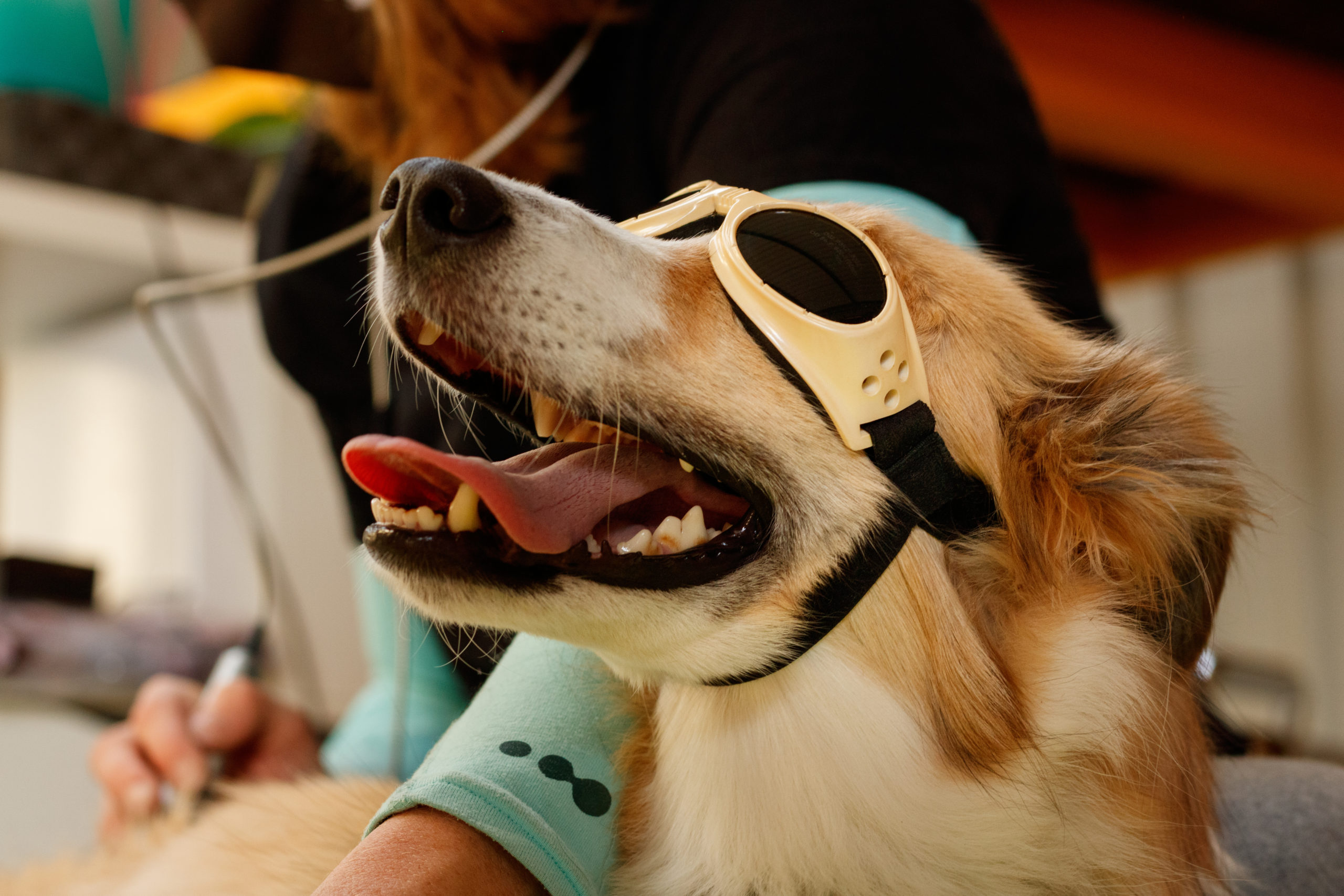 Home | Cedar Ridge Animal Hospital Home | Cedar Ridge Animal Hospital