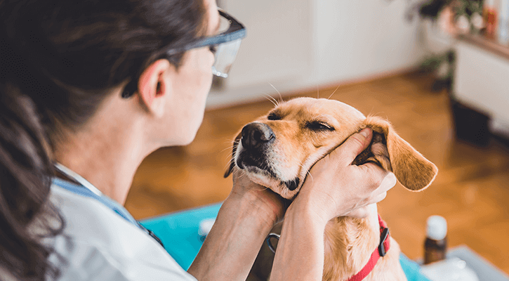 Home | Cedar Ridge Animal Hospital Home | Cedar Ridge Animal Hospital
