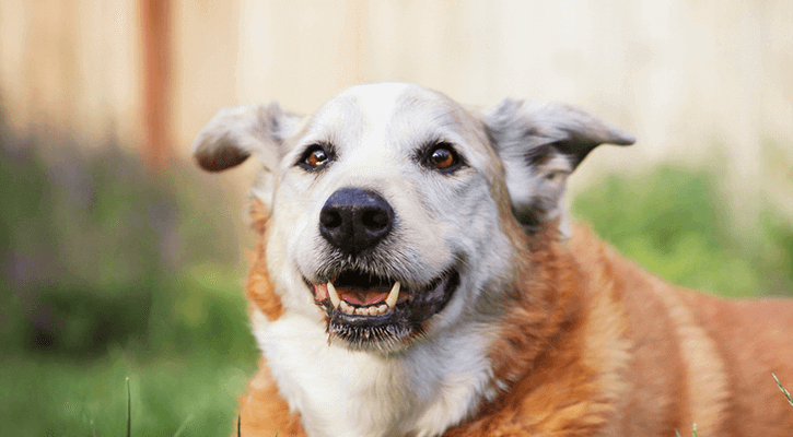 Home | Cedar Ridge Animal Hospital Home | Cedar Ridge Animal Hospital
