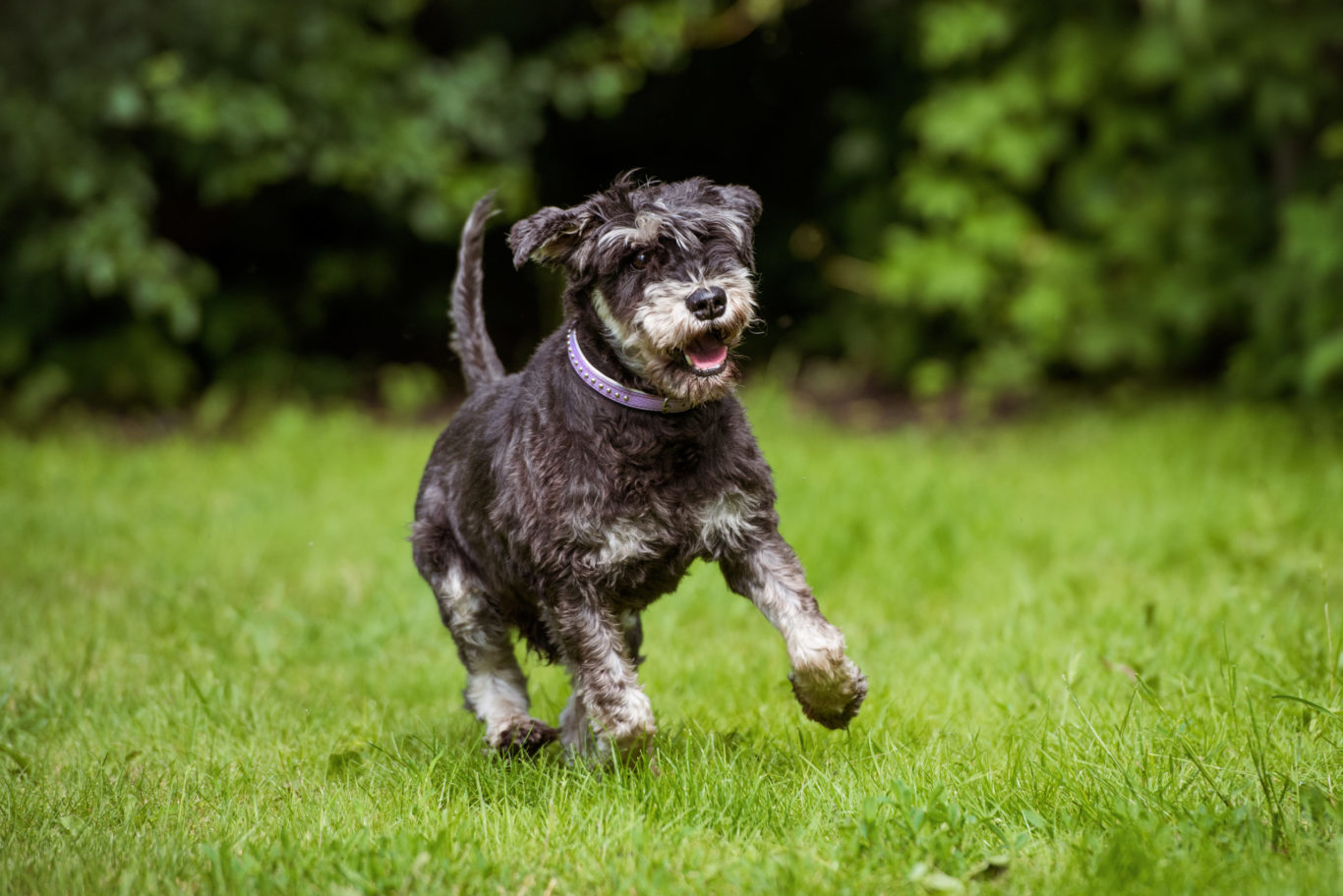 Home | Cedar Ridge Animal Hospital Home | Cedar Ridge Animal Hospital